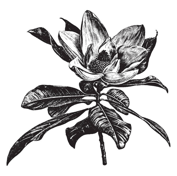 Τα άνθη του Magnolia Grandifolia μεγαλώνουν, είναι περιτριγυρισμένο από τα φύλλα. Αυτό το λουλούδι είναι το καλοκαίρι, τα λουλούδια είναι διαμέτρου 6 έως 8, εκλεκτής ποιότητας γραμμικό σχέδιο ή απεικόνιση χαρακτική. - Διάνυσμα, εικόνα