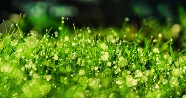Orvalho de manhã em uma grama de carpete verde
 - Filmagem, Vídeo