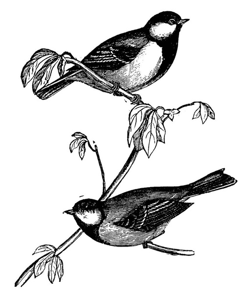Cici vagy Chickadees vagy Titmice, vintage vésett illusztráció. Állatok, 1880-ban a Természettudományi - Vektor, kép