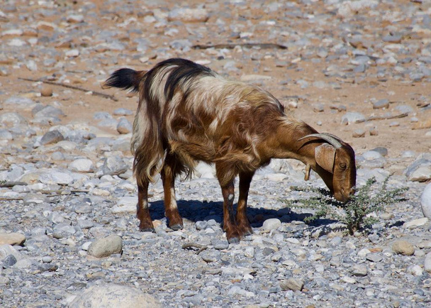 eine hungrige Ziege isst einen Snack in den Felsen von ras al khaimah in den Vereinigten Arabischen Emiraten. - Foto, Bild