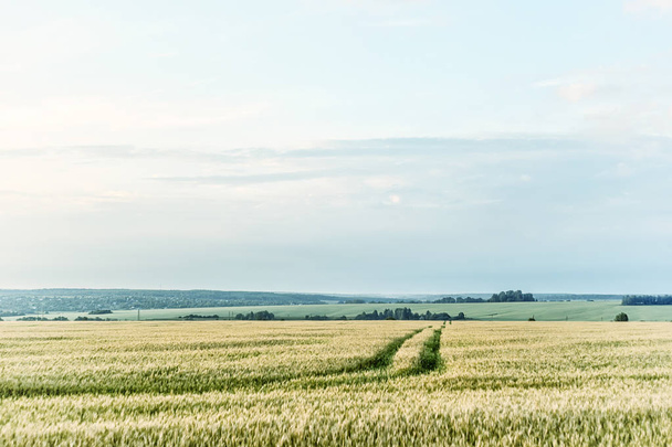 Landscape. Summer, field, view of nature - Photo, Image