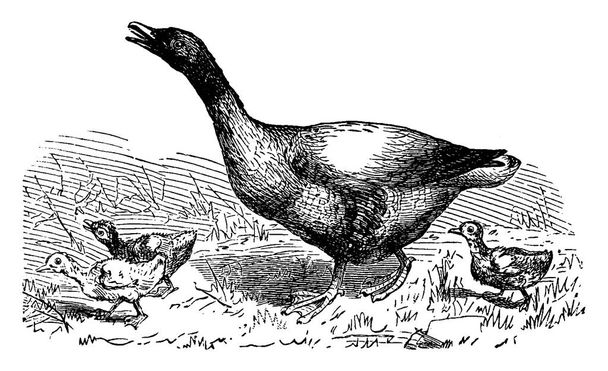 Domestic goose, vintage engraved illustration. From La Vie dans la nature, 1890. - Vector, Image