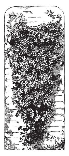 Zdjęcie pokazuje Clematis Jackmanii roślin. Jest to rodzaj winorośli. Liście są małe, wielkości i obraz przedstawiający winorośli z pełnym kwiatów. Kwiaty mają kolor fioletowy kolor, vintage linii rysunku lub Grawerowanie ilustracja. - Wektor, obraz