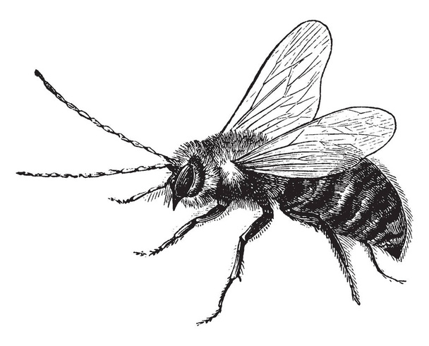 fliegen eine Insektenart, Vintage-Linienzeichnung oder Gravierillustration. - Vektor, Bild