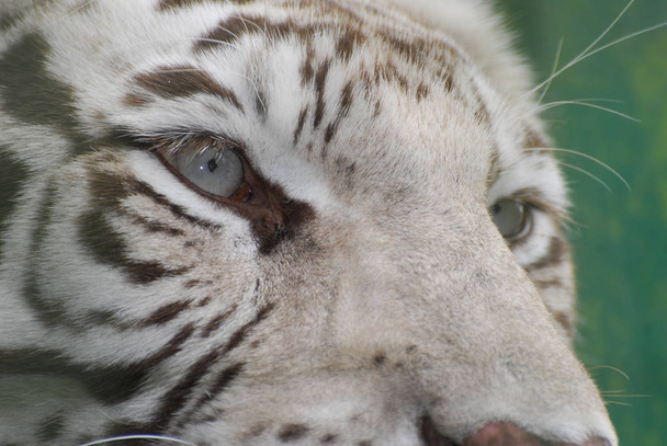Z bliska zdjęć oczu Tygrys syberyjski - Zdjęcie, obraz