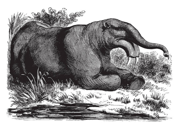 Il dinotherium era un grande parente preistorico degli elefanti moderni apparsi nel Miocene medio, disegno a linee vintage o illustrazione dell'incisione.
. - Vettoriali, immagini