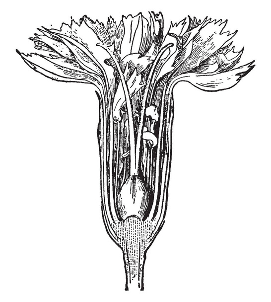 Karanfil bölümünde gösterilen görüntü yaprak jwiles gösterir. Ve anter bölümünde, vintage çizim için büyüyen veya illüstrasyon oyma işlemi. - Vektör, Görsel
