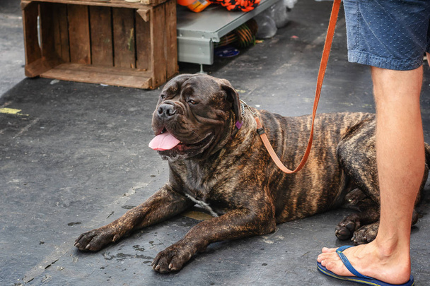 Bullmastiff descansa durante la exposición mundial de perros en Ámsterdam, Países Bajos
 - Foto, Imagen
