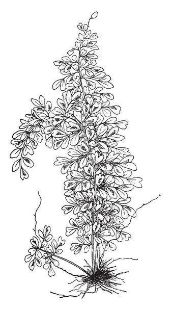 На картинке изображен Asplenium Myriophyllum. Это название является общепринятым названием вида в роде Asplenium. Листья от шести до пятнадцати дюймов в длину, рисунок винтажной линии или гравировка иллюстрации
. - Вектор,изображение
