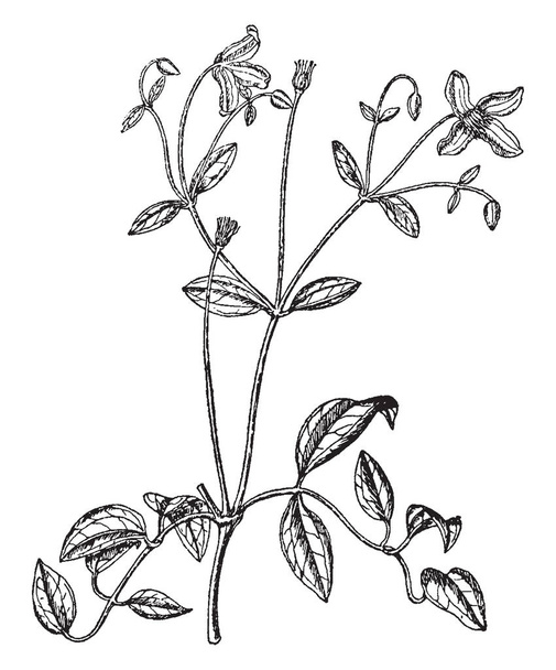 Obraz Clematis Eriostemon rośliny. Liście są małe, jajowate, w kształcie. Kwiat rośnie na szczycie rośliny. Kwiat składa się z czterech płatków. Działkami są ciemny czerwony fioletowy, vintage linii rysunku lub grawerowania ilustracja. - Wektor, obraz