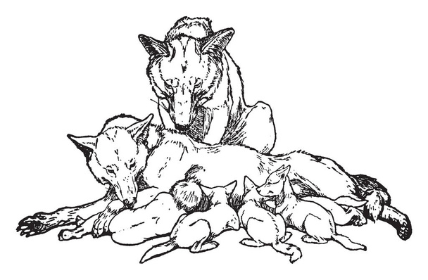 Maugli a jeho bratři, tento obrázek ukazuje vlk krmení čtyři baby vlci, další vlk za nimi a při pohledu na ně, vintage kreslení čar nebo gravírování obrázku - Vektor, obrázek