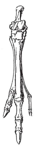 Canguro Esqueleto de la cola situado en el extremo terminal de la columna vertebral, trazado de líneas vintage o ilustración de grabado
. - Vector, imagen