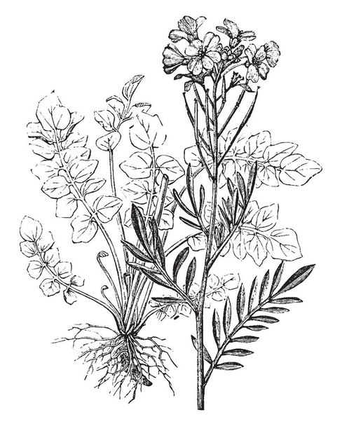 A plant of the genus Cardamine growing in temperate regions and has flat pods and wingless seeds, vintage line drawing or engraving illustration. - Vector, Image