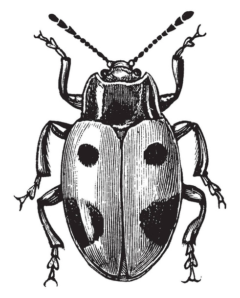 Szép gomba bogár egy rovar, a Cucujoidea öregcsaládba bogarak, vintage vonalas rajz vagy metszet illusztráció. - Vektor, kép