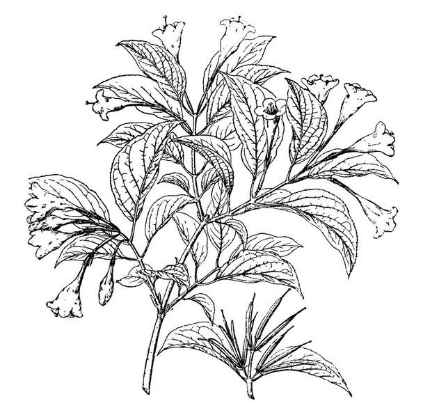 Uma foto mostra Diervilla Japonica. É nativa do japão e da china. Flores são geralmente crescer em três flor cluster, desenho linha vintage ou gravura ilustração
. - Vetor, Imagem