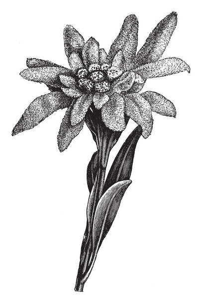 Una imagen muestra a Edelweiss, también conocido como Leontopodium Alpinum. Esta es una flor de montaña bien conocida, pertenece a la familia Asteraceae. Las cabezas de las flores están envueltas en brácteas de lana, dibujo de línea vintage o ilustración de grabado.
. - Vector, Imagen