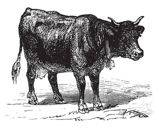 Корова, винтажная гравированная иллюстрация. La Vie dans la nature, 1890
 - Вектор,изображение