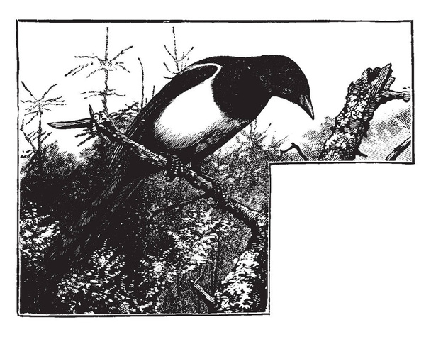 Esta imagem representa um Magpie sentado em um ramo de árvore olhando para baixo enquanto cercado por outras árvores, desenho de linha vintage ou gravura ilustração
. - Vetor, Imagem