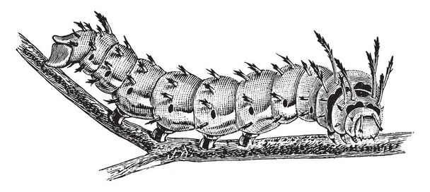 Royal Horned Caterpillar on suuri toukka, jossa on pitkät laiha sarvet, vintage-piirros tai kaiverrus kuva
. - Vektori, kuva