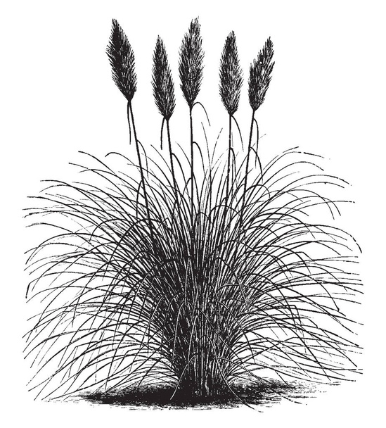 L'image de montrant Gynerium Argenteum, cette herbe est très dense et mince longue, quelques fleurs sont apparues, dessin de ligne vintage ou illustration de gravure
. - Vecteur, image