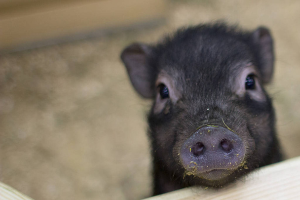 schwarzes Schweinchen. Ferkelschwein schnauzt Ferkel in Großaufnahme. Schweine in Kontakt Zoo. - Foto, Bild