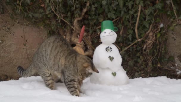 τιγρέ γάτα παίζει με το χιόνι κοντά χιονάνθρωπος - Πλάνα, βίντεο