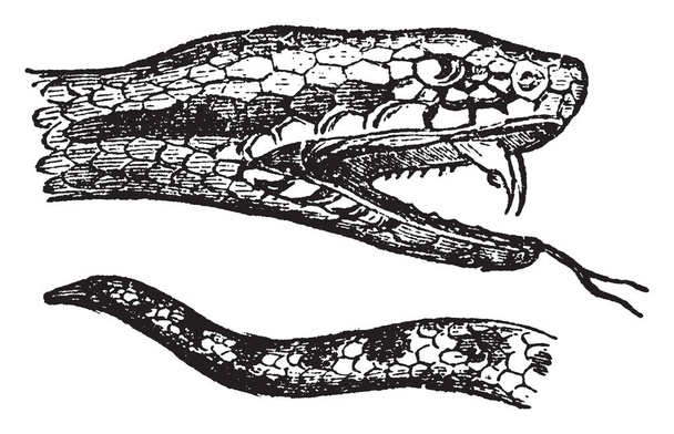 Viper egy család, a mérges kígyók található legtöbb részén a világnak, kivéve az Antarktiszon, vintage vonalas rajz vagy metszet illusztráció. - Vektor, kép