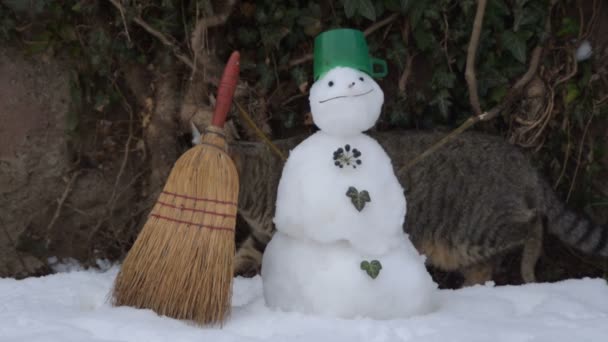 mourovatá kočka a sněhulák  - Záběry, video
