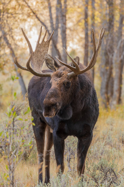 Toro Shiras Moose en la rutina de otoño
 - Foto, imagen
