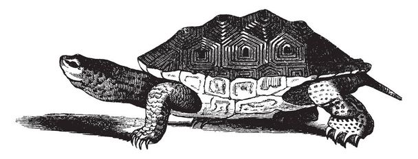 Acqua salata tartaruga vive in acqua salata o salmastra lungo la costa del mare comprandosi nel fango durante l'inverno, disegno vintage o incisione illustrazione
. - Vettoriali, immagini