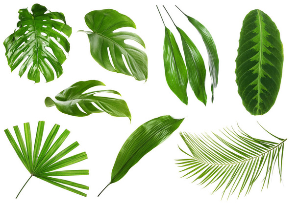 Different green tropical leaves on white background - Foto, Bild