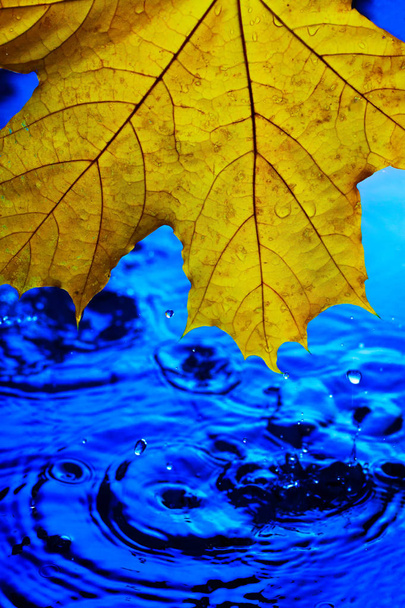 Sárga juharlevél kék esik és a fröccsenő víz felett. Az érkezése őszi fogalmának. Esik az eső. A a háttér képernyő megmentő-ra a telefont vízszintes tájolású. - Fotó, kép