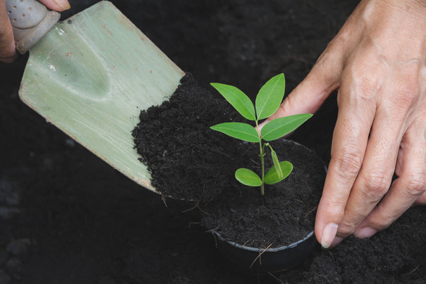Seedling concept by human hand with young tree on nature background. - Photo, Image