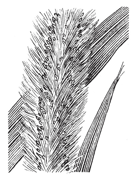 Picture shows Setaria Plant. It is species of grass known by many common names, including green foxtail green bristlegrass, wild foxtail millet. It is sometimes considered subspecies of Setaria italica, vintage line drawing or engraving illustration. - Vector, Image