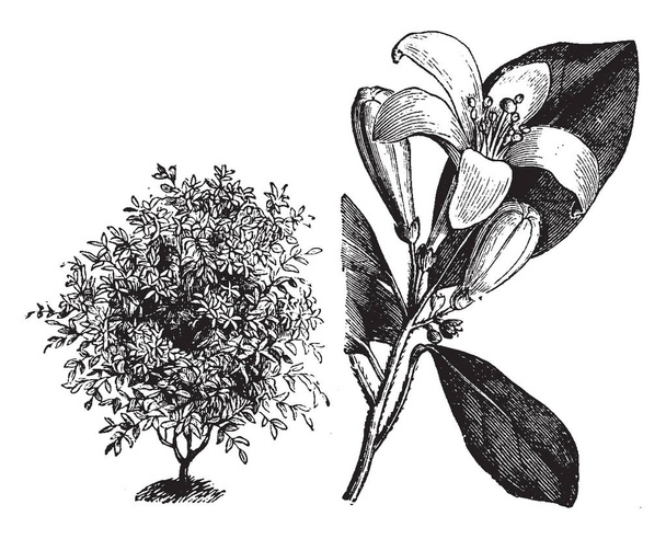 Murraya Exotica is een groenblijvende struik. Het bevat klokvormige terwijl bloemen. Deze plant is inheems in Oriëntaals en Noord-Australië, vintage lijntekening of gravure illustratie. - Vector, afbeelding