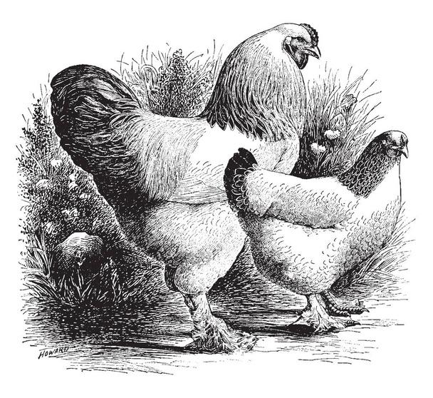 Pair of Light Brahmas whose base color is white with black hackles edged in white, vintage line drawing or engraving illustration. - Vector, Image