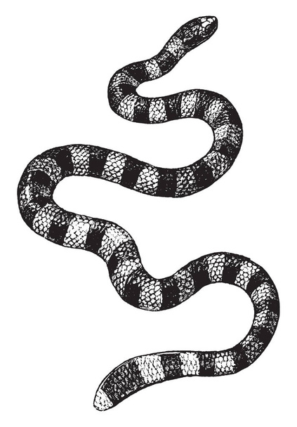 Θάλασσα φίδια είναι μία υποοικογένεια των elapid δηλητηριώδη φίδια που κατοικούν θαλάσσιων περιβαλλόντων για περισσότερες ή όλες της ζωής τους, εκλεκτής ποιότητας γραμμικό σχέδιο ή απεικόνιση χαρακτική. - Διάνυσμα, εικόνα