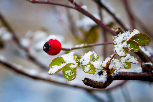 ブライヤーと黄色葉、冬の初めの果実と枝に最初の雪 - 写真・画像
