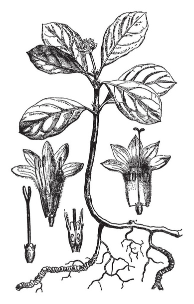 This plant has been used since ancient times especially as a source of a drug to treat poisoning by inducing nausea and vomiting. The name also refers to the drug itself, vintage line drawing or engraving illustration. - Vector, Image