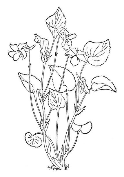 Bir resim, bu bir viola Rostrata bitki gösteriyor. Küçük bir bitkidir. Menekşegiller aile bu. Mor çiçekler ve yaprakları uzun ince, vintage çizgi çizme veya oyma illüstrasyon. - Vektör, Görsel