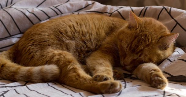 Drowsy cat Arthur on blankets - Foto, afbeelding