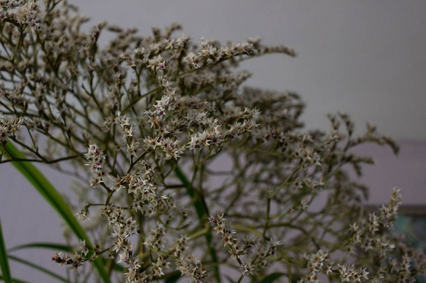 getrocknete Blume für Dekorationen - Goniolimon tataricum (Limonium)) - Foto, Bild