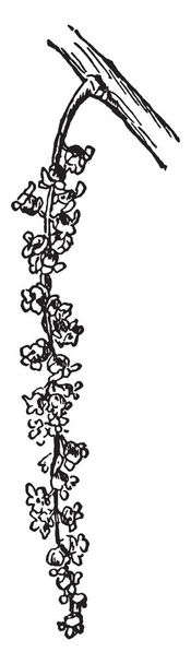 Náčrt Pistillate lucerny Cottonwood květiny, vintage kreslení čar nebo gravírování obrázku. - Vektor, obrázek