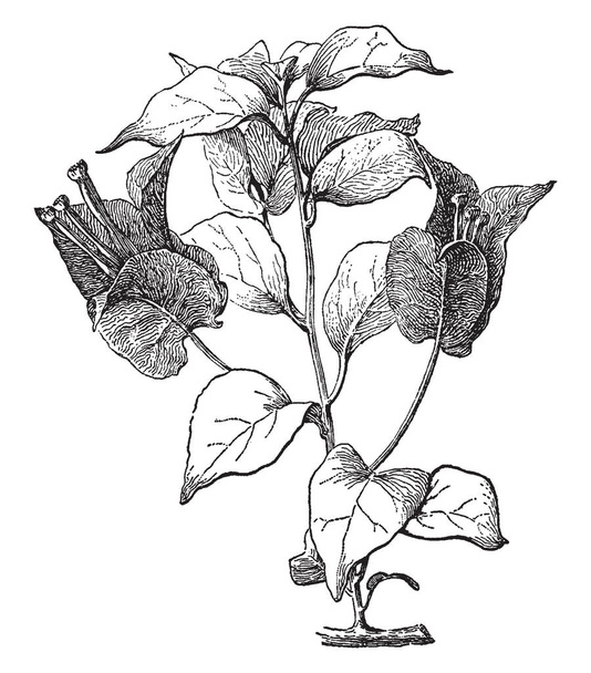 Bougainvillea Glabra általában 10 láb magas nő. A tövises cserje, szív alakú, sötétzöld levelei, vintage vonalas rajz vagy metszet illusztráció. - Vektor, kép