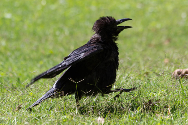 Black crow in Tuileries Garden, Paris, Autumn, 2018 - Photo, Image