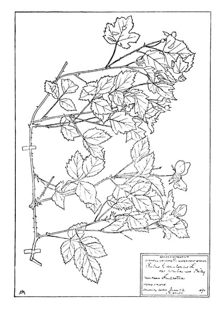 La imagen muestra la hoja de herbario montada en hojas de papel rígido, están etiquetadas con datos esenciales, como la fecha y el lugar encontrado, la descripción de la planta, la altitud y las condiciones especiales de hábitat, el dibujo de líneas vintage o la ilustración de grabado.
. - Vector, Imagen