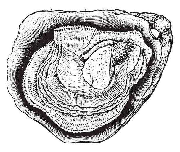 Анатомия устрицы, старинная гравированная иллюстрация. Естественная история животных, 1880
 - Вектор,изображение