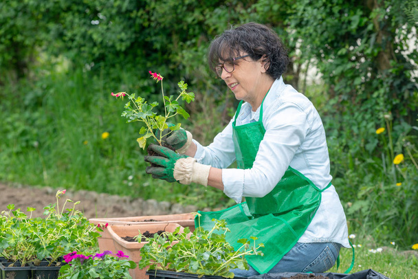 una donna matura potting fiori di geranio
 - Foto, immagini