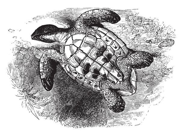 Převrátil Imbricated želvy převrácený na záda a odhalí jeho podbřišek, vintage kreslení čar nebo gravírování obrázku. - Vektor, obrázek