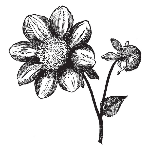 A picture is showing Single Dahlia. This is a broad rayed single dahlia. It features single row of petals and this petals are in ovate-shaped, vintage line drawing or engraving illustration. - Vector, Image